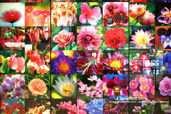 ภาพดอกไม้ทั้งหมด 42 ภาพ มาจากเพื่อนๆชาวพันทิพที่ช่วยส่งภาพกันเข้ามา นับเป็นความภูมิใจของพวกเราชาวพันทิพที่ได้นำภาพดอกไม้สวยๆไปอวดสายตาคนทั่วโลก ขอย้ำอีกทีนะครับ สำหรับเพื่อนๆที่มีภาพสวยๆ อย่าเก็บไว้คนเดียว ส่งผลงานภาพในคอนเซปเหล่านี้ งานประเพณีไทย Festival, ภาพเส้นสายของการเดินทาง Transportation ในประเทศไทย มาที่ intrawuts@hotmail.com ภาพที่ได้รับการคัดเลือกจะได้ถูกนำไปตกแต่งที่ห้องน้ำใหม่ของท่าอากาศยานสุวรรณภูมิ ภาพดอกไม้ทั้งหมด 42 ภาพ มาจากเพื่อนๆชาวพันทิพที่ช่วยส่งภาพกันเข้ามา นับเป็นความภูมิใจของพวกเราชาวพันทิพที่ได้นำภาพดอกไม้สวยๆไปอวดสายตาคนทั่วโลก ขอย้ำอีกทีนะครับ สำหรับเพื่อนๆที่มีภาพสวยๆ อย่าเก็บไว้คนเดียว ส่งผลงานภาพในคอนเซปเหล่านี้ งานประเพณีไทย Festival, ภาพเส้นสายของการเดินทาง Transportation ในประเทศไทย มาที่ intrawuts@hotmail.com ภาพที่ได้รับการคัดเลือกจะได้ถูกนำไปตกแต่งที่ห้องน้ำใหม่ของท่าอากาศยานสุวรรณภูมิ