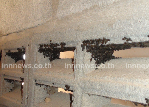 แมลงปีกแข็งนับล้านตัว บุกยึดบ้าน แมลงปีกแข็งนับล้านตัว บุกยึดบ้าน