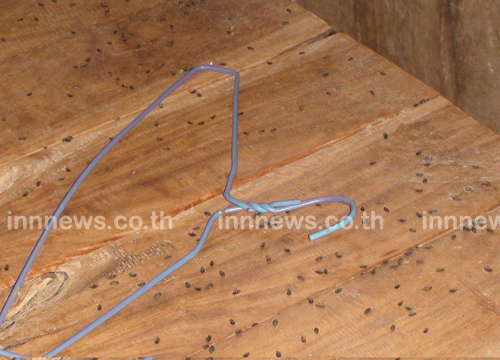 แมลงปีกแข็งนับล้านตัว บุกยึดบ้าน แมลงปีกแข็งนับล้านตัว บุกยึดบ้าน