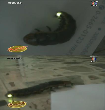 พญาหิ่งห้อย พญาหิ่งห้อย