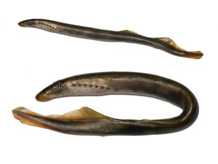 ปลาแวมไพร์ Sea Lamprey ปลาแวมไพร์ Sea Lamprey