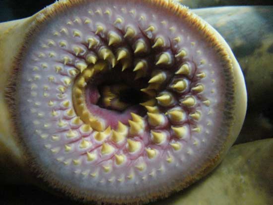 ปลาแวมไพร์ Sea Lamprey ปลาแวมไพร์ Sea Lamprey
