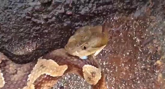 คลิปสยอง งูกัดตัวเองให้ตาย หลังถูกฟันจนหัวขาด คลิปสยอง งูกัดตัวเองให้ตาย หลังถูกฟันจนหัวขาด