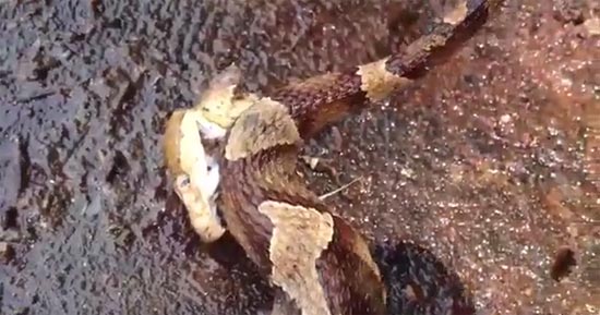 คลิปสยอง งูกัดตัวเองให้ตาย หลังถูกฟันจนหัวขาด คลิปสยอง งูกัดตัวเองให้ตาย หลังถูกฟันจนหัวขาด