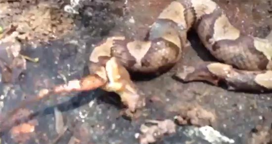 คลิปสยอง งูกัดตัวเองให้ตาย หลังถูกฟันจนหัวขาด คลิปสยอง งูกัดตัวเองให้ตาย หลังถูกฟันจนหัวขาด