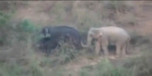 ช้างเผือก แก่งกระจาน