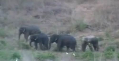 ช้างเผือก แก่งกระจาน