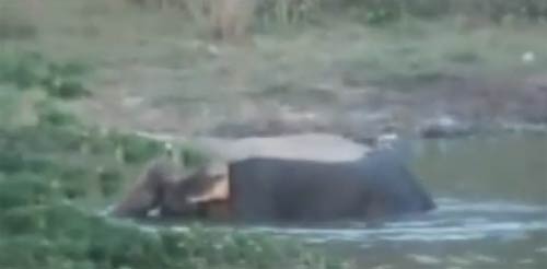 ช้างเผือก แก่งกระจาน