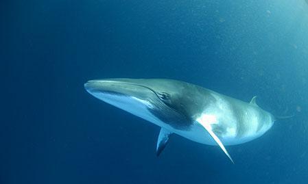 วาฬฟิน (Fin Whale) วาฬฟิน (Fin Whale)