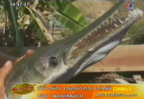 ปลาจระเข้