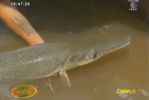 ปลาจระเข้