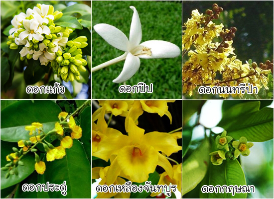 ดอกไม้ประจำจังหวัด ดอกไม้ประจำจังหวัด