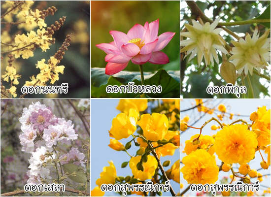ดอกไม้ประจำจังหวัด ดอกไม้ประจำจังหวัด
