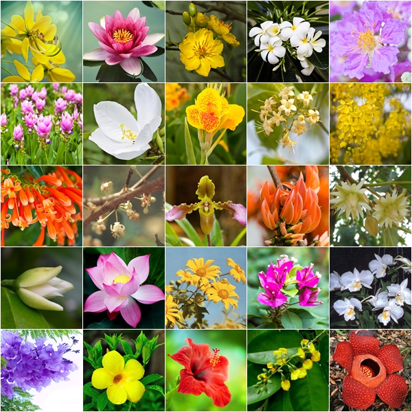 ดอกไม้ประจำจังหวัด ดอกไม้ประจำจังหวัด