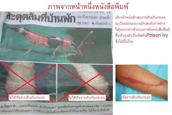 แมลงก้นกระดก แมลงก้นกระดก
