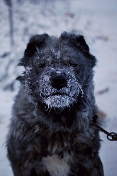 ยาคุตสค์ เมืองหลวงที่หนาวที่สุดในโลก จากเขตไซบีเรีย ยาคุตสค์ เมืองหลวงที่หนาวที่สุดในโลก จากเขตไซบีเรีย
