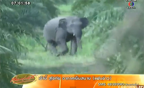 ดำรงค์ พิเดช ห่วงช้างป่าระยองอาฆาตรถสีขาว แค้นทำเพื่อนช้างล้ม ดำรงค์ พิเดช ห่วงช้างป่าระยองอาฆาตรถสีขาว แค้นทำเพื่อนช้างล้ม