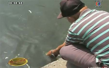 คุณลุงใจดี ให้อาหารปลาคูเมืองเชียงใหม่ทุกวัน จนเชื่อง คุณลุงใจดี ให้อาหารปลาคูเมืองเชียงใหม่ทุกวัน จนเชื่อง