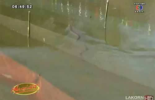 เทศกาลวันงูจงอาง ขอนแก่น คนแข่งว่ายน้ำ-ชกหมวยกับงู เทศกาลวันงูจงอาง ขอนแก่น คนแข่งว่ายน้ำ-ชกหมวยกับงู