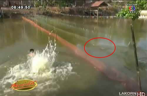 เทศกาลวันงูจงอาง ขอนแก่น คนแข่งว่ายน้ำ-ชกหมวยกับงู เทศกาลวันงูจงอาง ขอนแก่น คนแข่งว่ายน้ำ-ชกหมวยกับงู