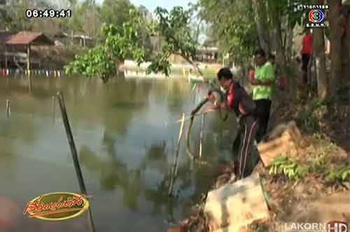 เทศกาลวันงูจงอาง ขอนแก่น คนแข่งว่ายน้ำ-ชกหมวยกับงู เทศกาลวันงูจงอาง ขอนแก่น คนแข่งว่ายน้ำ-ชกหมวยกับงู