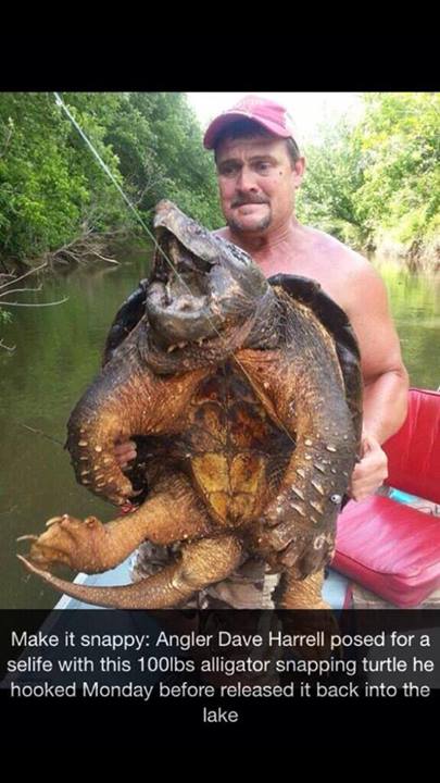 เต่าอัลลิเกเตอร์ สแนปปิ้ง เต่าอัลลิเกเตอร์ สแนปปิ้ง