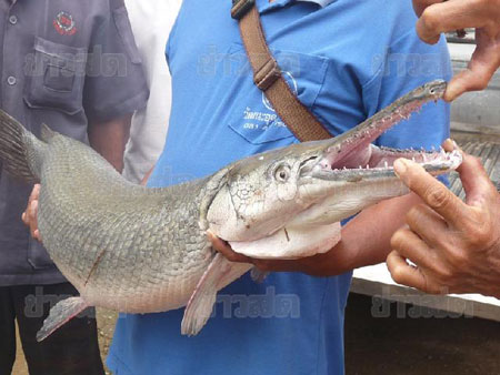 ปลาจระเข้ ปลาจระเข้