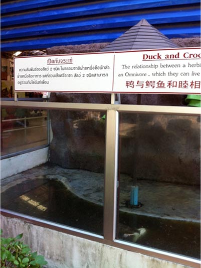 สวนสัตว์ดังเปิดโซนเป็ดอยู่กับจระเข้ฉันเพื่อน สุดท้ายโดนลากไปกิน สวนสัตว์ดังเปิดโซนเป็ดอยู่กับจระเข้ฉันเพื่อน สุดท้ายโดนลากไปกิน