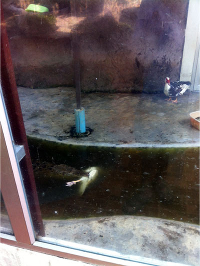 สวนสัตว์ดังเปิดโซนเป็ดอยู่กับจระเข้ฉันเพื่อน สุดท้ายโดนลากไปกิน สวนสัตว์ดังเปิดโซนเป็ดอยู่กับจระเข้ฉันเพื่อน สุดท้ายโดนลากไปกิน