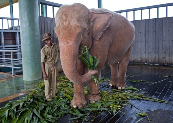 เมียนมาร์จับช้างเผือก เมียนมาร์จับช้างเผือก