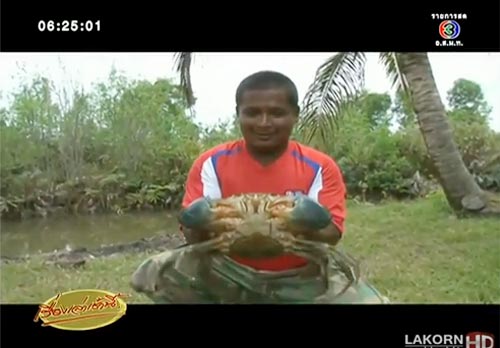 พบปูหน้าขาว ปูยักษ์พันธุ์หายาก น้ำหนัก 1.7 กก. ที่กระบี่ พบปูหน้าขาว ปูยักษ์พันธุ์หายาก น้ำหนัก 1.7 กก. ที่กระบี่