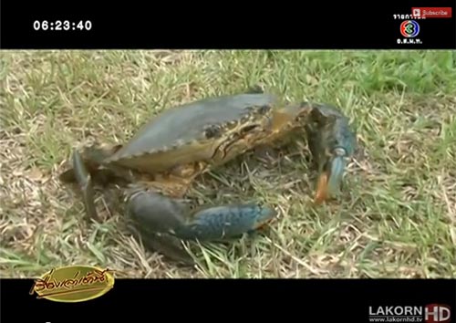 พบปูหน้าขาว ปูยักษ์พันธุ์หายาก น้ำหนัก 1.7 กก. ที่กระบี่ พบปูหน้าขาว ปูยักษ์พันธุ์หายาก น้ำหนัก 1.7 กก. ที่กระบี่