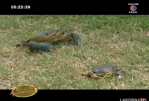 พบปูหน้าขาว ปูยักษ์พันธุ์หายาก น้ำหนัก 1.7 กก. ที่กระบี่ พบปูหน้าขาว ปูยักษ์พันธุ์หายาก น้ำหนัก 1.7 กก. ที่กระบี่