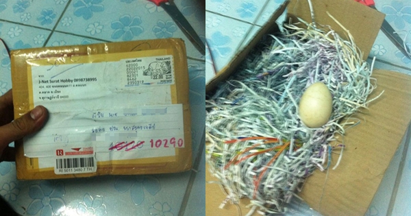 เจ็บจี๊ด สั่งซื้อกล่องไฟ API ทางเน็ต แต่ได้ ไข่เป็ด มาแทน เจ็บจี๊ด สั่งซื้อกล่องไฟ API ทางเน็ต แต่ได้ ไข่เป็ด มาแทน