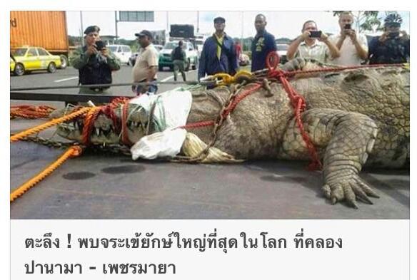 จระเข้ใหญ่ที่สุดในโลก ที่แท้แค่ภาพหลอก ใหญ่เพราะมุมกล้อง จระเข้ใหญ่ที่สุดในโลก ที่แท้แค่ภาพหลอก ใหญ่เพราะมุมกล้อง