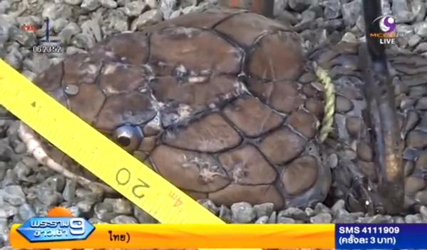 ชาวสตูลผงะ เจองูจงอางยักษ์เลื้อยเข้าหมู่บ้าน ชาวสตูลผงะ เจองูจงอางยักษ์เลื้อยเข้าหมู่บ้าน