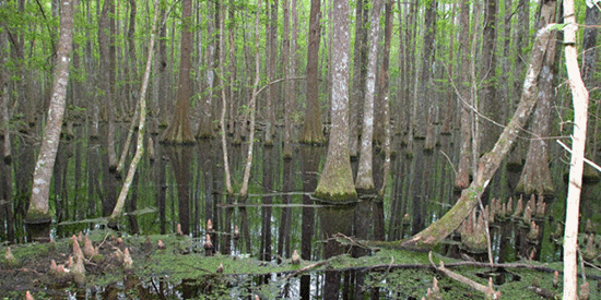 จับพันธนาการกับต้นไม้จนตาย จับพันธนาการกับต้นไม้จนตาย