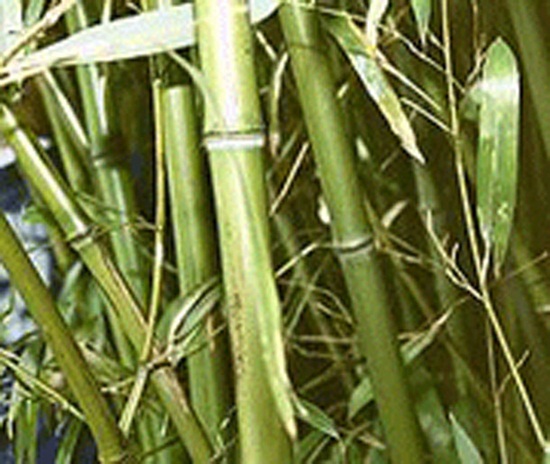 ประหารด้วยต้นไผ่ ประหารด้วยต้นไผ่