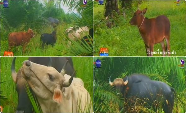 กระทิงป่าพบรักแม่วัวพันธุ์พื้นเมือง ตกลูกผสม 11 ตัว กระทิงป่าพบรักแม่วัวพันธุ์พื้นเมือง ตกลูกผสม 11 ตัว