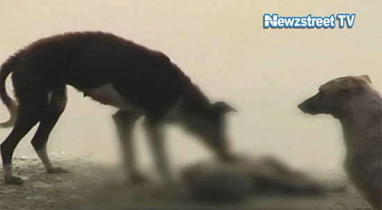 อินเดียพบศพนับร้อยลอยเกลื่อนแม่น้ำคงคา อินเดียพบศพนับร้อยลอยเกลื่อนแม่น้ำคงคา