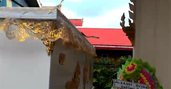 งูเลื้อยขึ้นโลงศพ งูเลื้อยขึ้นโลงศพ