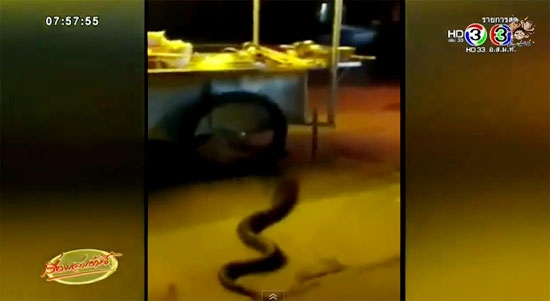 งูเหลือมขนาดใหญ่เบิ้มเลื้อยผ่านร้านก๋วยเตี๋ยว งูเหลือมขนาดใหญ่เบิ้มเลื้อยผ่านร้านก๋วยเตี๋ยว