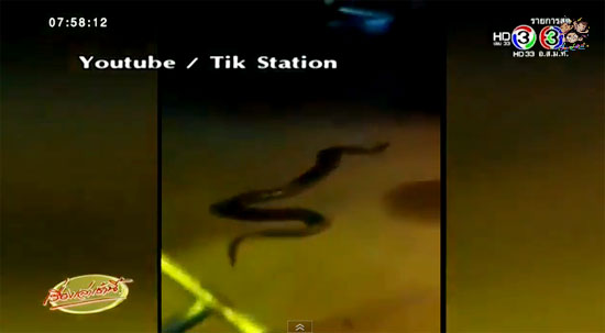 งูเหลือมขนาดใหญ่เบิ้มเลื้อยผ่านร้านก๋วยเตี๋ยว งูเหลือมขนาดใหญ่เบิ้มเลื้อยผ่านร้านก๋วยเตี๋ยว