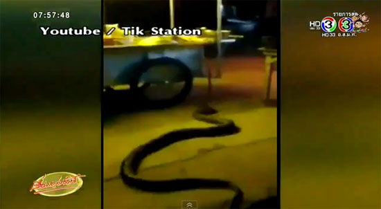 งูเหลือมขนาดใหญ่เบิ้มเลื้อยผ่านร้านก๋วยเตี๋ยว งูเหลือมขนาดใหญ่เบิ้มเลื้อยผ่านร้านก๋วยเตี๋ยว