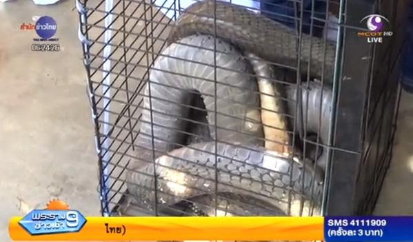 ชาวสตูลผงะ เจองูจงอางยักษ์เลื้อยเข้าหมู่บ้าน ชาวสตูลผงะ เจองูจงอางยักษ์เลื้อยเข้าหมู่บ้าน