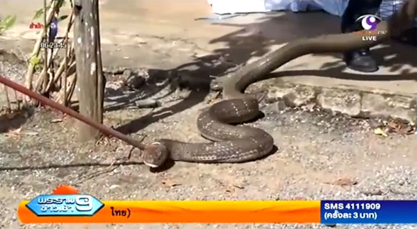 ชาวสตูลผงะ เจองูจงอางยักษ์เลื้อยเข้าหมู่บ้าน ชาวสตูลผงะ เจองูจงอางยักษ์เลื้อยเข้าหมู่บ้าน