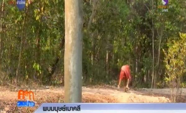 มนุษย์เมาคลี มนุษย์เมาคลี