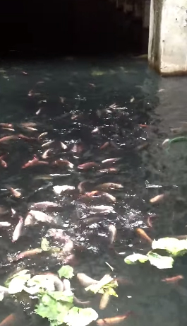 ปิดฉากวังมัจฉาถาวร กรมประมง วางอวนจับปลากว่า 3,000 ตัว ในห้างนิวเวิลด์ ปิดฉากวังมัจฉาถาวร กรมประมง วางอวนจับปลากว่า 3,000 ตัว ในห้างนิวเวิลด์