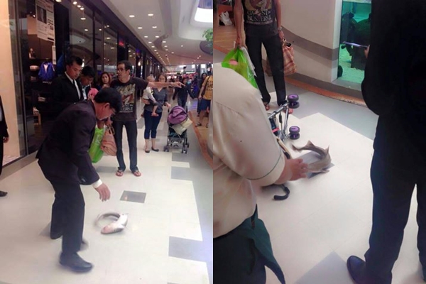 ฉลามหนูพุ่งออกจากบ่อกลางห้างดังเมืองอุบลฯ ฉลามหนูพุ่งออกจากบ่อกลางห้างดังเมืองอุบลฯ