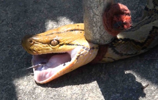 งูเหลือมพลาดท่า เลื้อยติดตาข่ายกั้นขยะ กลางเมืองหาดใหญ่ งูเหลือมพลาดท่า เลื้อยติดตาข่ายกั้นขยะ กลางเมืองหาดใหญ่